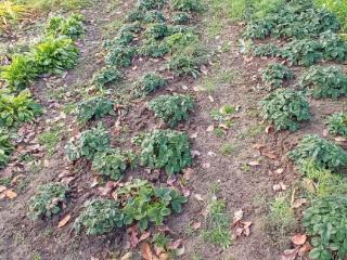  дом, 60 м², 25 соток