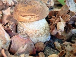 1-этажный дом, 19.7 м², 5.5 соток