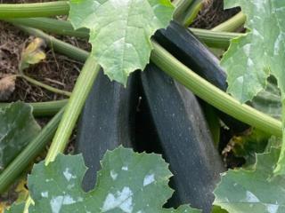 1-этажный дом, 20 м², 8.2 соток