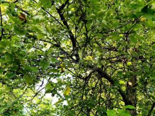  коттедж, 65 м², 6.6 соток