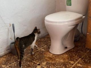 1-этажный дом, 66 м², 26 соток