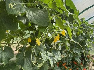  дом, 178.6 м², 15 соток