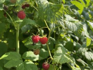 1-этажный дом, 30 м², 8 соток