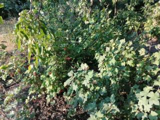 1-этажный дом, 19.5 м², 10 соток