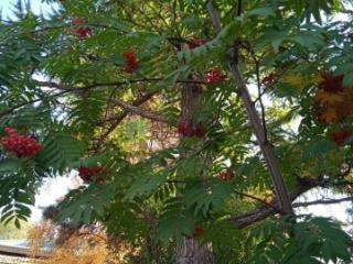 1-этажный дом, 60 м², 10 соток