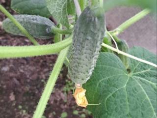  дом, 38 м², 7 соток