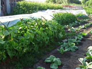  дом, 36.4 м², 15 соток