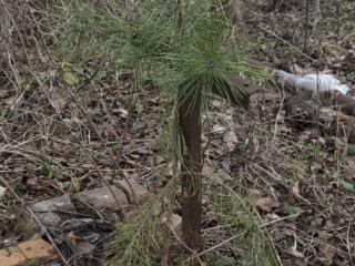  коттедж, 20 м², 6 соток