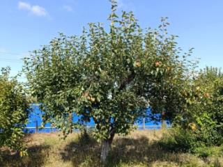 1-этажный дом, 93.4 м², 11 соток