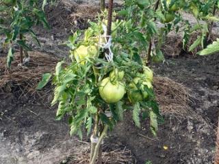 1-этажный дом, 20 м², 8.2 соток