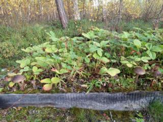 2-этажный дом, 61.5 м², 10.51 соток