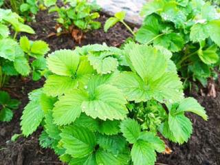  коттедж, 15.5 м², 10 соток