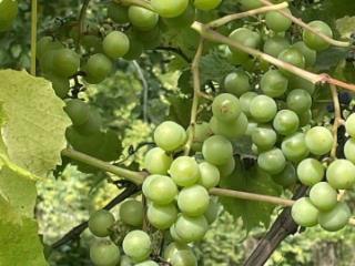 1-этажный дом, 23 м², 9 соток