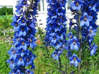  дом, 36.4 м², 15 соток