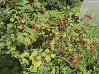 1-этажный дом, 24.4 м², 25 соток