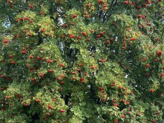 Купить земельный участок, 20 соток