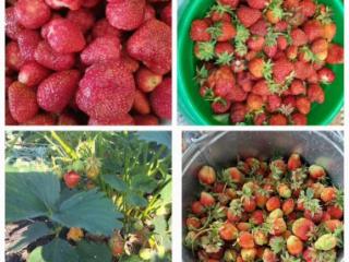 1-этажный дом, 38.8 м², 33 сотки