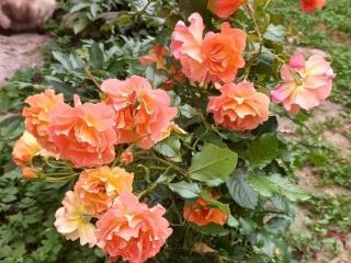 1-этажный дом, 56.4 м², 8.5 соток