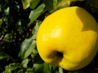 1-этажный дом, 45 м², 10 соток