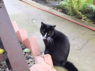 1-этажный дом, 46.5 м², 5.5 соток