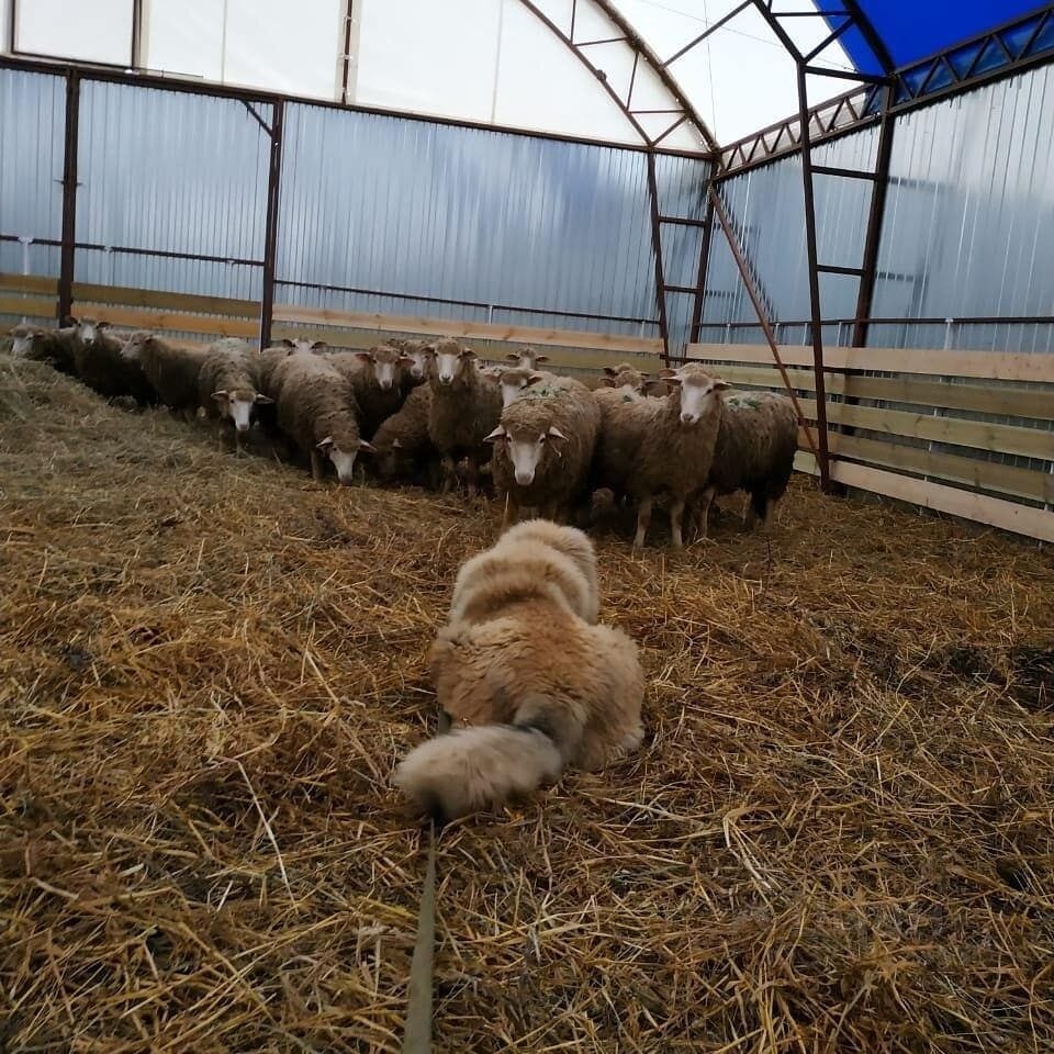 Купить участок земли, 8 соток