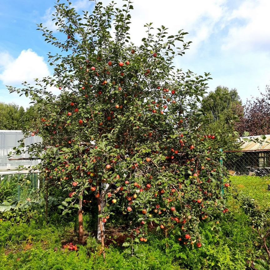 Дом, 25 м², 3.5 сотки