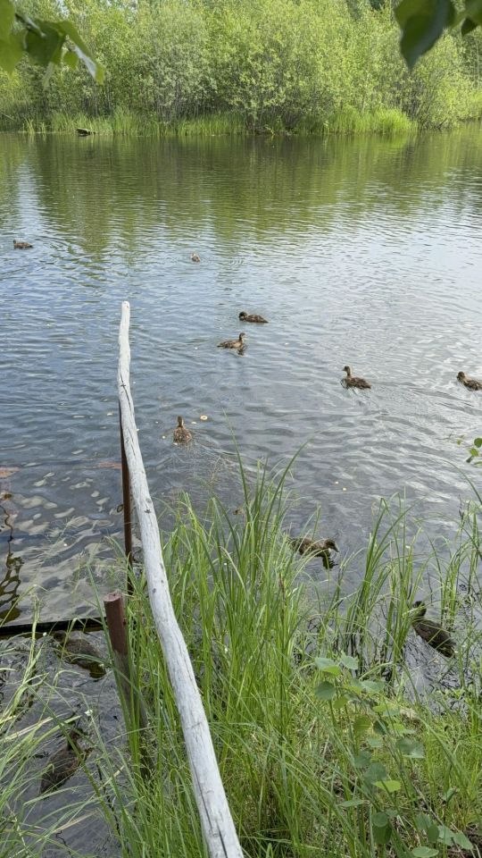 Дом, 36 м², 6 соток