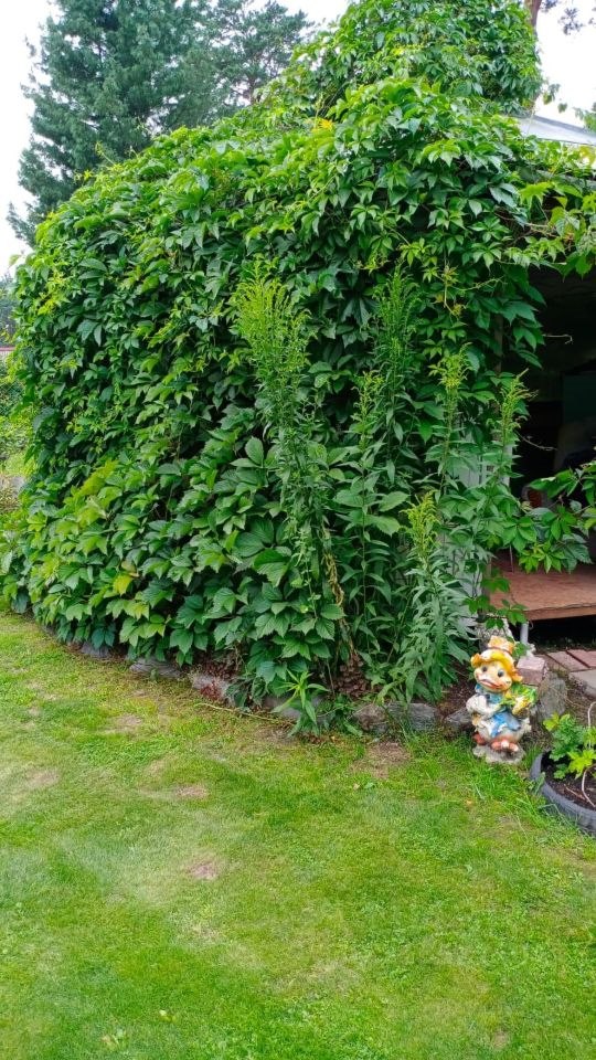 Дом, 50 м², 15 соток