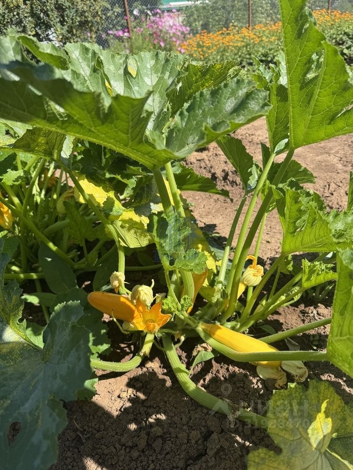 1-этажный дом, 15 м², 5.5 соток