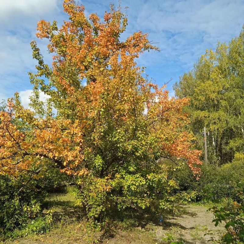 Коттедж, 10 м2, 4.5 сотки