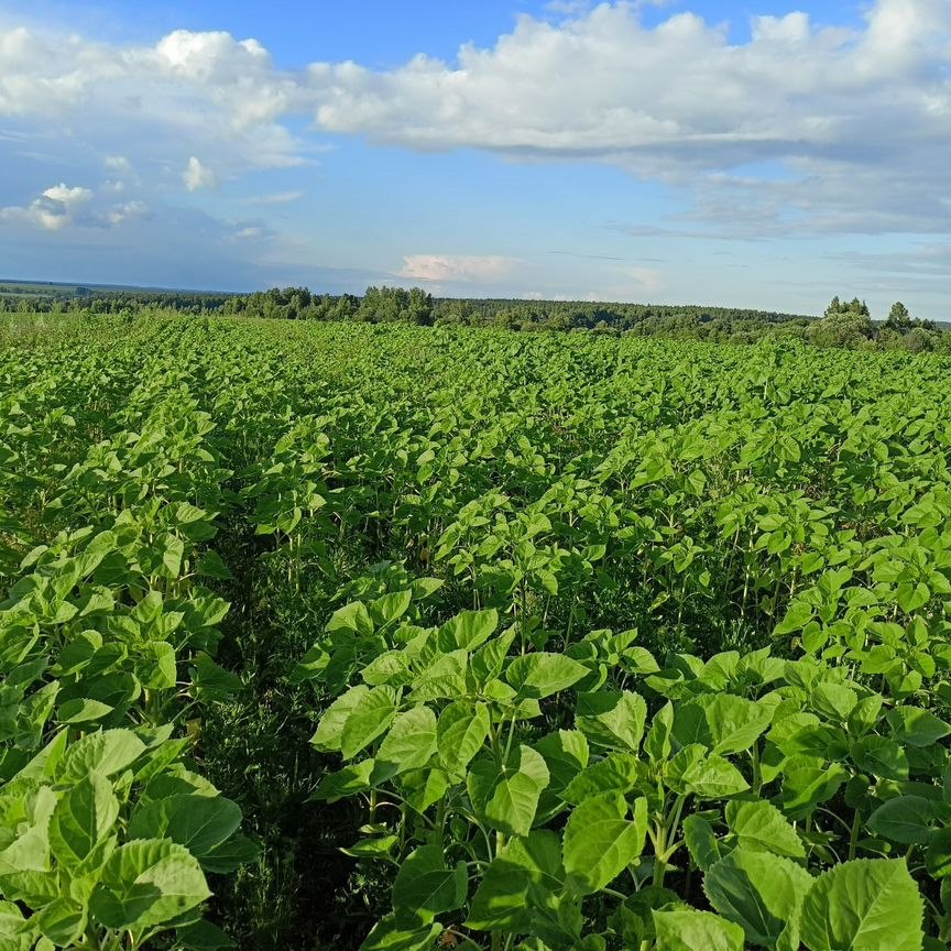 Продаю участок земли, 500 соток