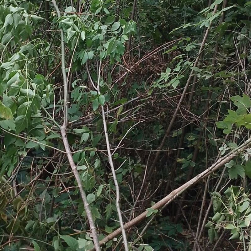 Участок, 10 соток, ИЖС