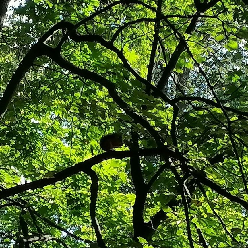 Продается участок земли, 8 соток