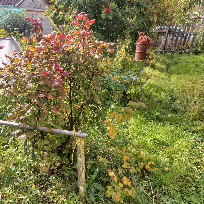 Дом, 30 м², 6 соток