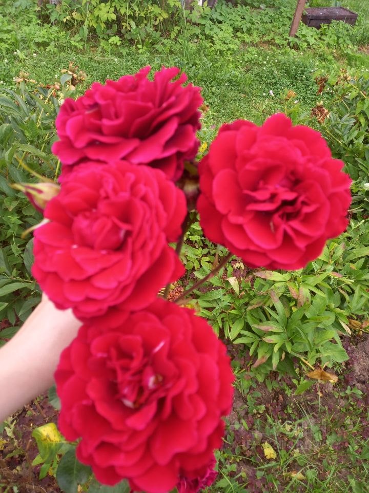 Дом, 36 м², 14 соток