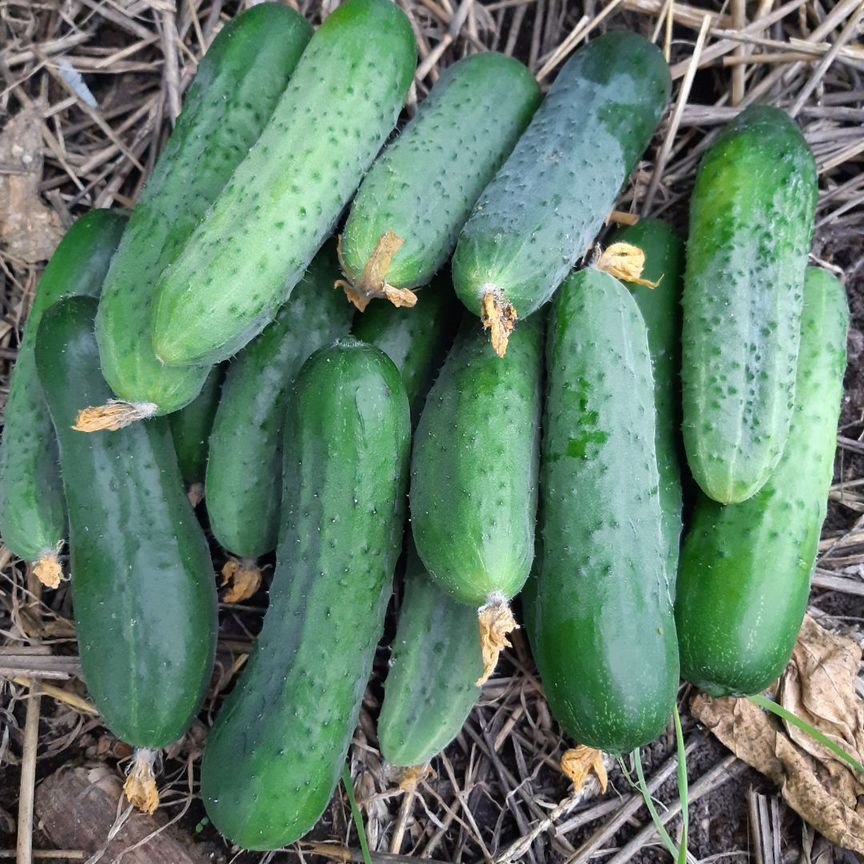 Коттедж, 16 м², 6 соток