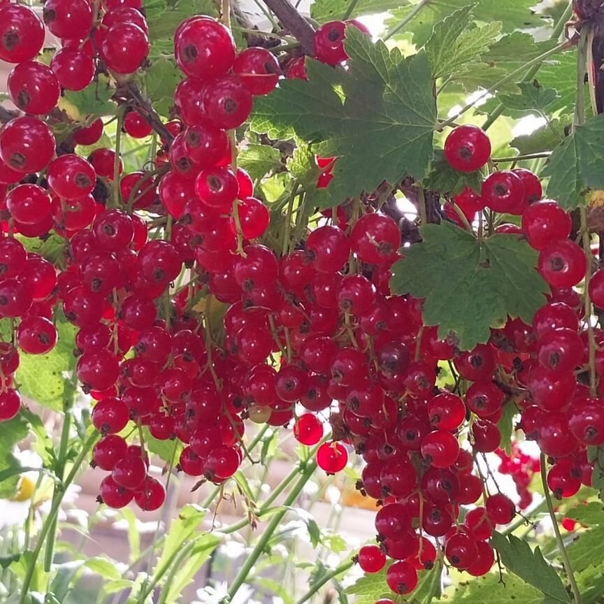 Дом, 24 м², 7.08 соток