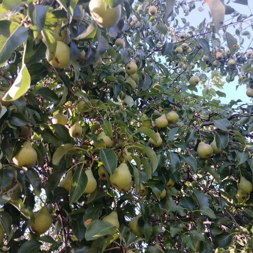 Коттедж, 40 м², 12 соток