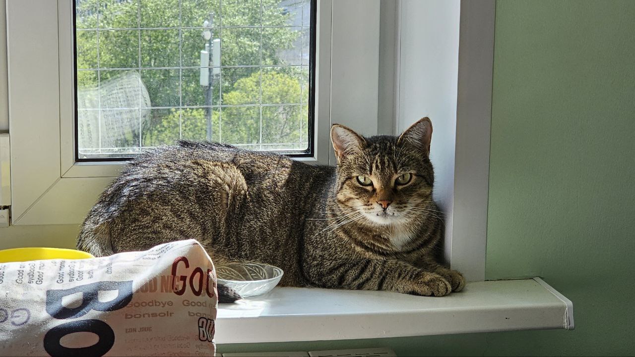 Против несправедливости восстали даже котики в котокафе. Фото: Мир Квартир