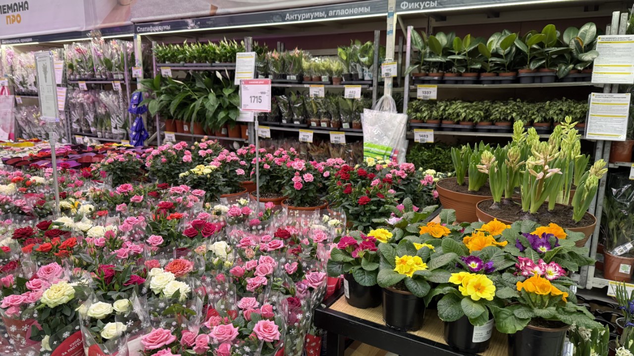 В продаже предлагается столько растений, что впору растеряться. Фото: Лемана ПРО