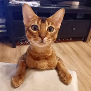 «Сдается квартира с котами». Пять самых дешевых квартир Москвы и Подмосковья