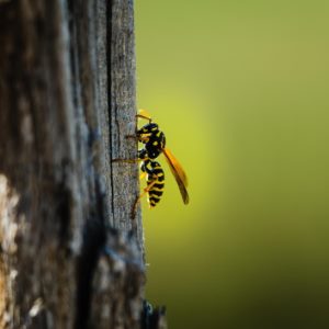 Как избавиться от ос на даче или в частном доме