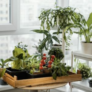 Огород на балконе: как выращивать зелень, овощи и фрукты жителям квартир?
