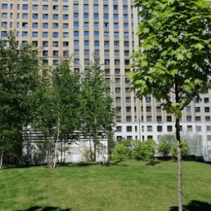 Дворы в Москве станут более зелеными: новые нормы высадки деревьев